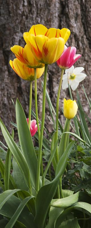Pam-10A.jpg - Spring - 3