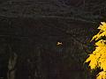 Autumn-040A