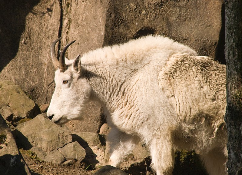 Zoo-061A.jpg - Mountain Goat - 2
