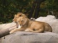 Zoo-049A