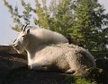 Zoo-054A