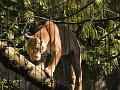 Zoo-123A