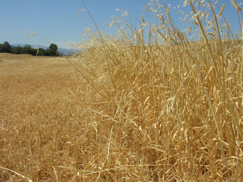 goldengrain.jpg