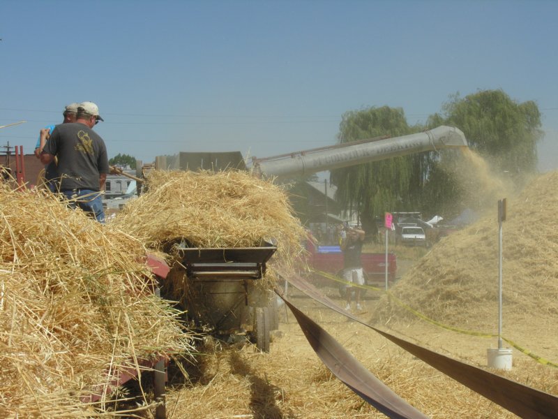 graininchaffout.jpg