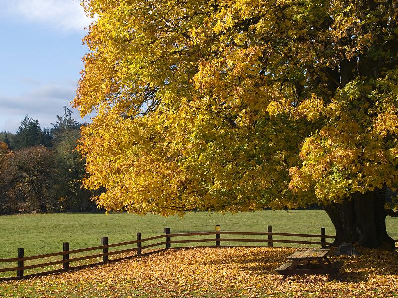 Autumn-090A.jpg - The field is the Jewel Elk Refuge. On this day there were no elk to be seen but theautumn foliage, fence and inviting picnic table make a pleasing composition. 