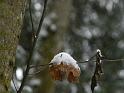 Snow-075A