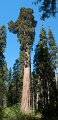 Big_Tree_Pano