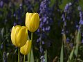 Spring-45A