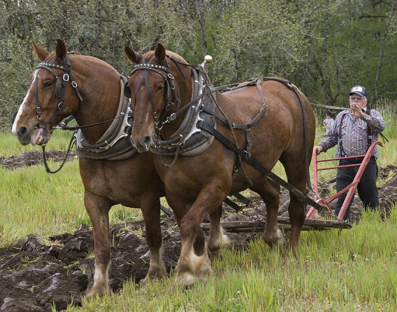 Plow-009A.jpg - Beautiful Horses