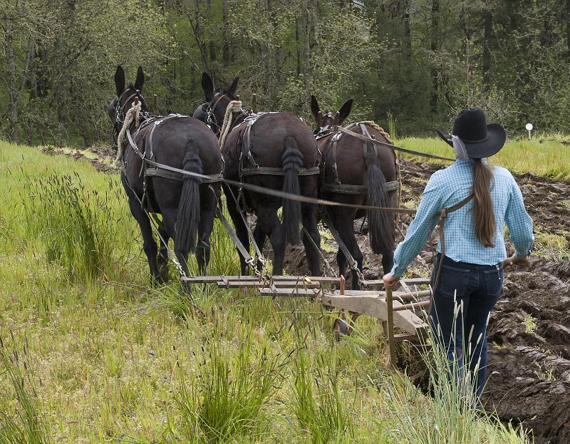 Plow-053A.jpg - Working the land