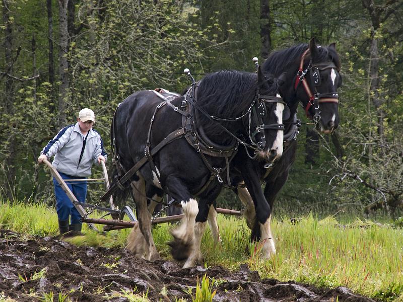 Plow-063A.jpg - Learning the trade