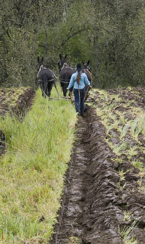 Plow-091A.jpg - Straight Furrow