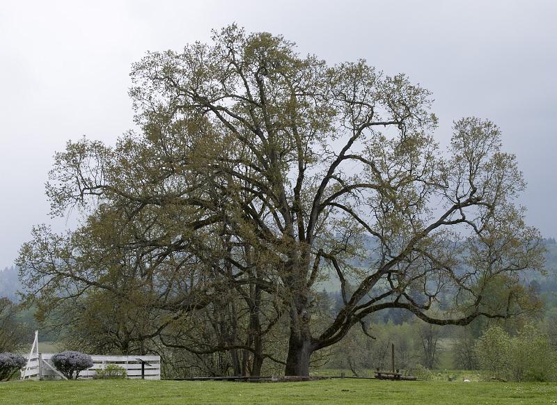 Plow-129A.jpg - Old Tree