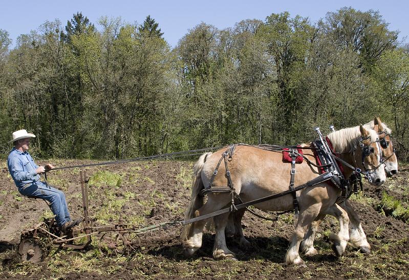 Plow-159A.jpg - Harrowing - 2