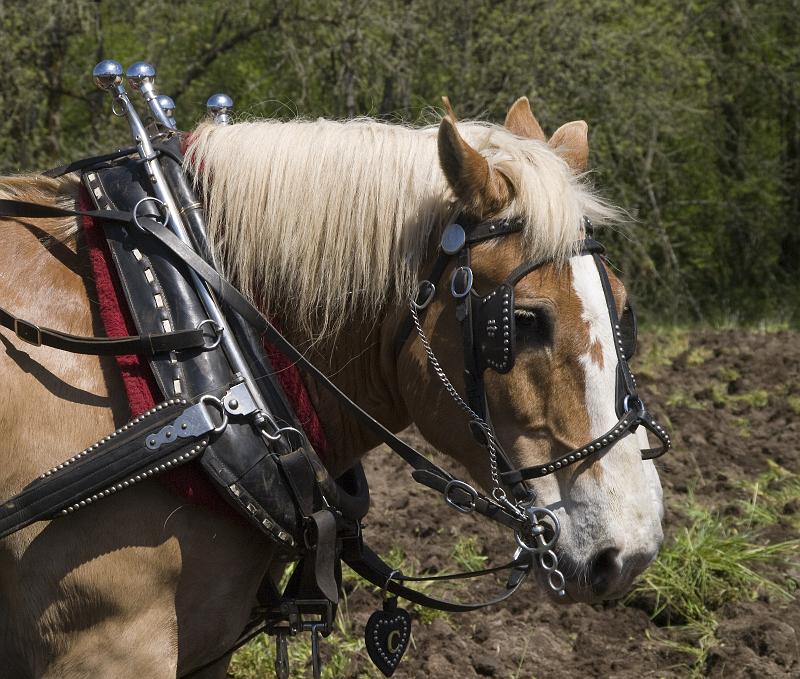 Plow-185A.jpg - Draft Horses