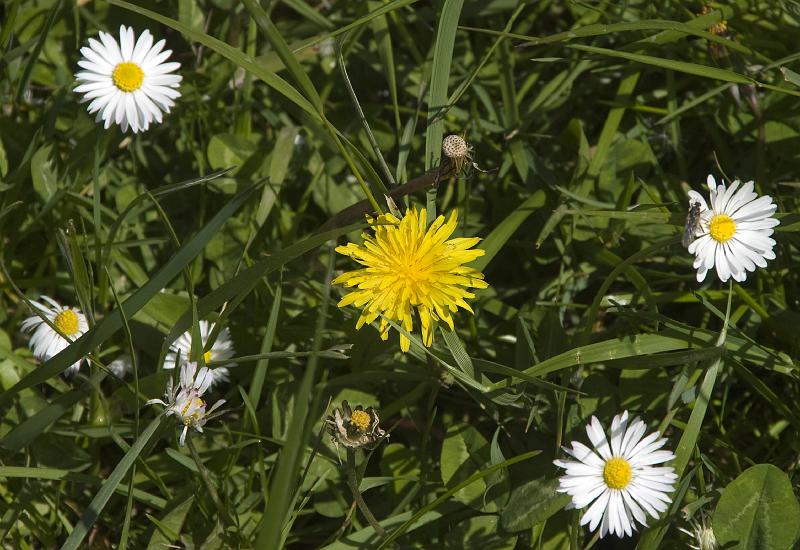 Plow-193A.jpg - Wildflowers