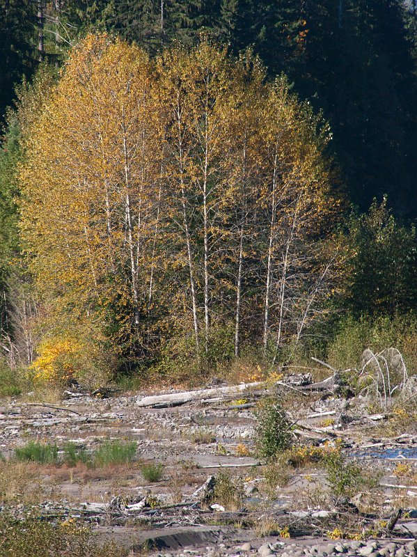 Day-2-047A.jpg - Autumn in Nisqually valley
