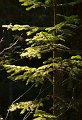 ZigZag-075A